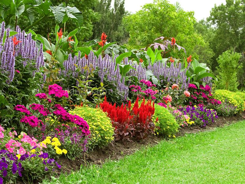 Что посадить между тюльпанами на клумбе: с какими цветами сажать тюльпаны по соседству