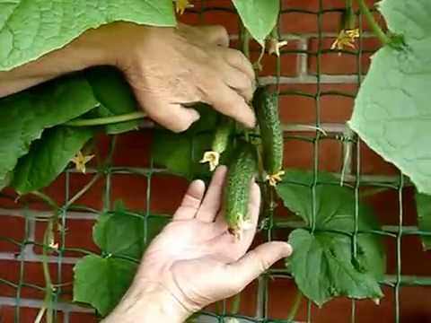Огурцы на балконе - простая пошаговая инструкция по выращиванию своими руками (фото + видео)