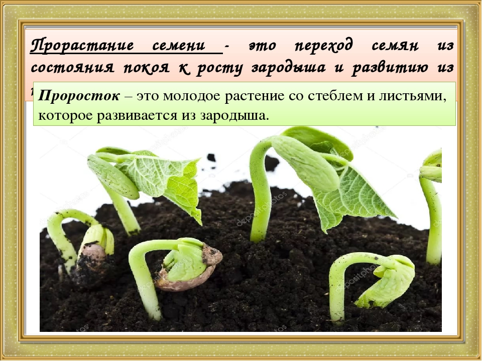 ✅ лучшие семена томатов для открытого грунта, какие бывают, как проверить на всхожесть - tehnomir32.ru