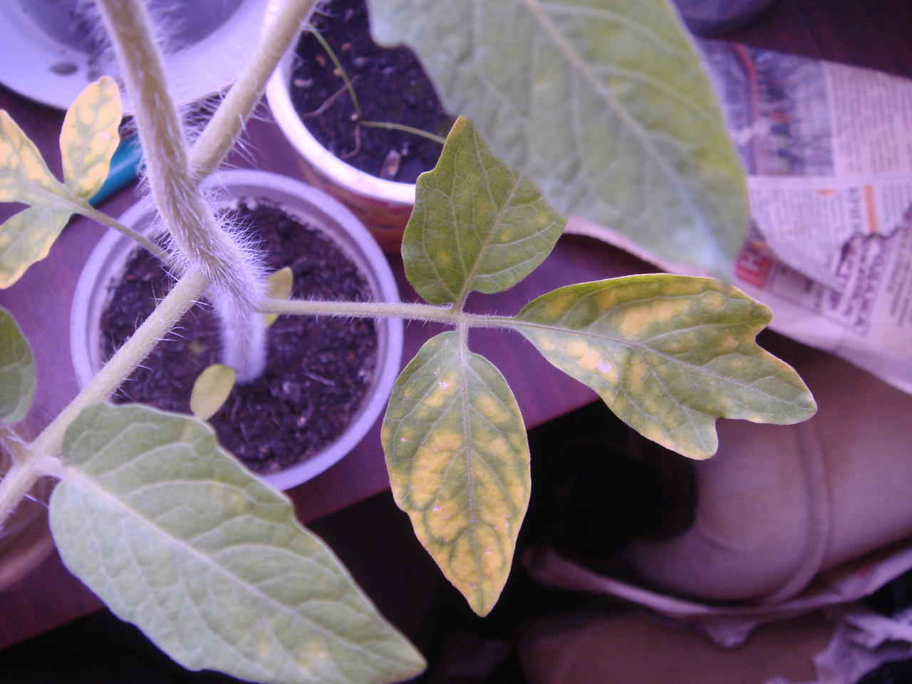 Почему у перца фиолетовые листья и что делать для лечения