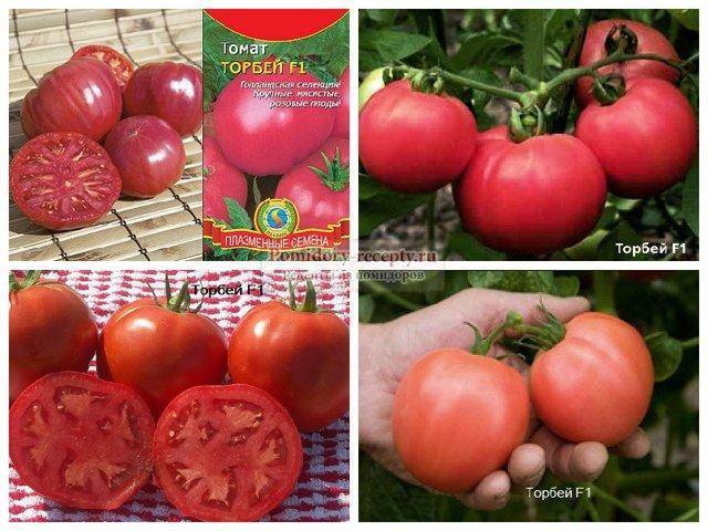 ✅ о томате люкс: описание сорта, характеристики помидоров, агротехника - tehnomir32.ru