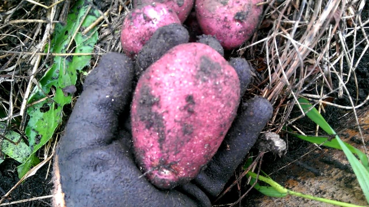 Картошка рокко: описание сорта, фото и отзывы