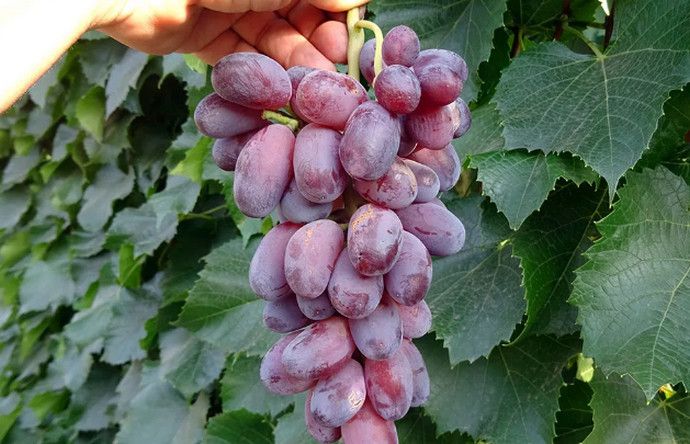 Подробное описание сорта винограда "байконур", фото, видео