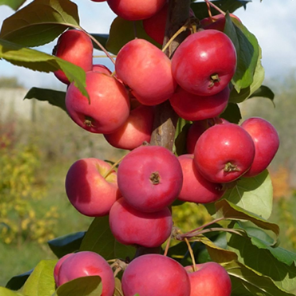 Описание сорта яблони минусинское красное: фото яблок, важные характеристики, урожайность с дерева