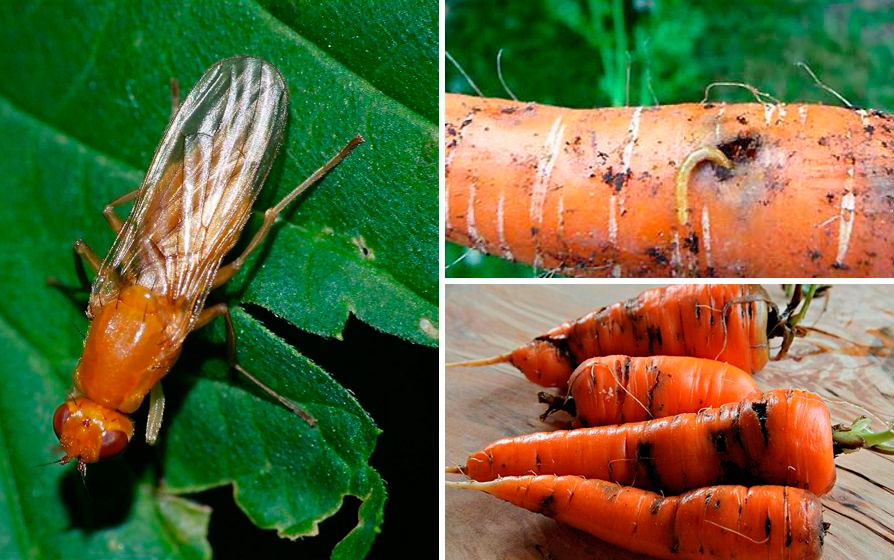 Лечение и борьба с болезнями и вредителями моркови - с фото