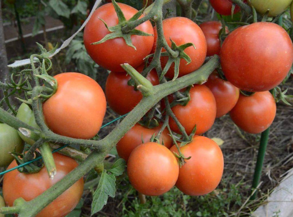 Лучшие помидоры – сорта для украины |