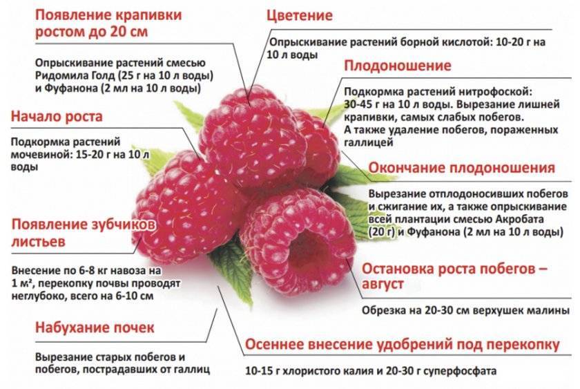 Как обработать малину от болезней и вредителей: способы и средства - sadovnikam.ru