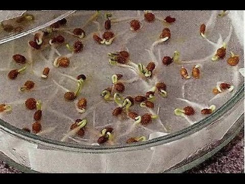 Как прорастить семена томатов перед посадкой и зачем это нужно