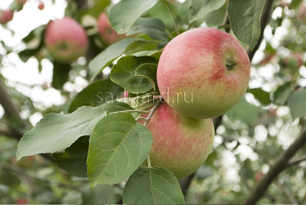 Яблоня беркутовское, описание особенностей агротехники