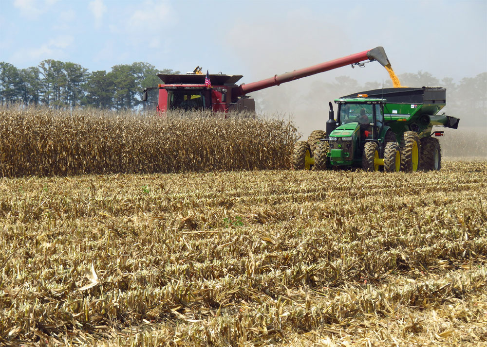 Уборка кукурузы на зерно: сроки и технология сбора, дальнейшая переработка и хранение кукурузных зерен