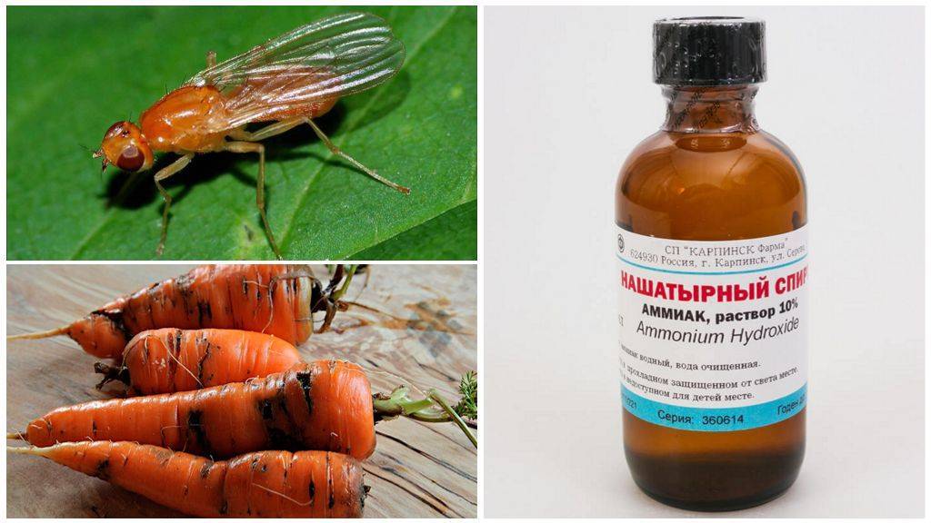 Как бороться с морковной мухой нашатырным спиртом, способы обработки и полива