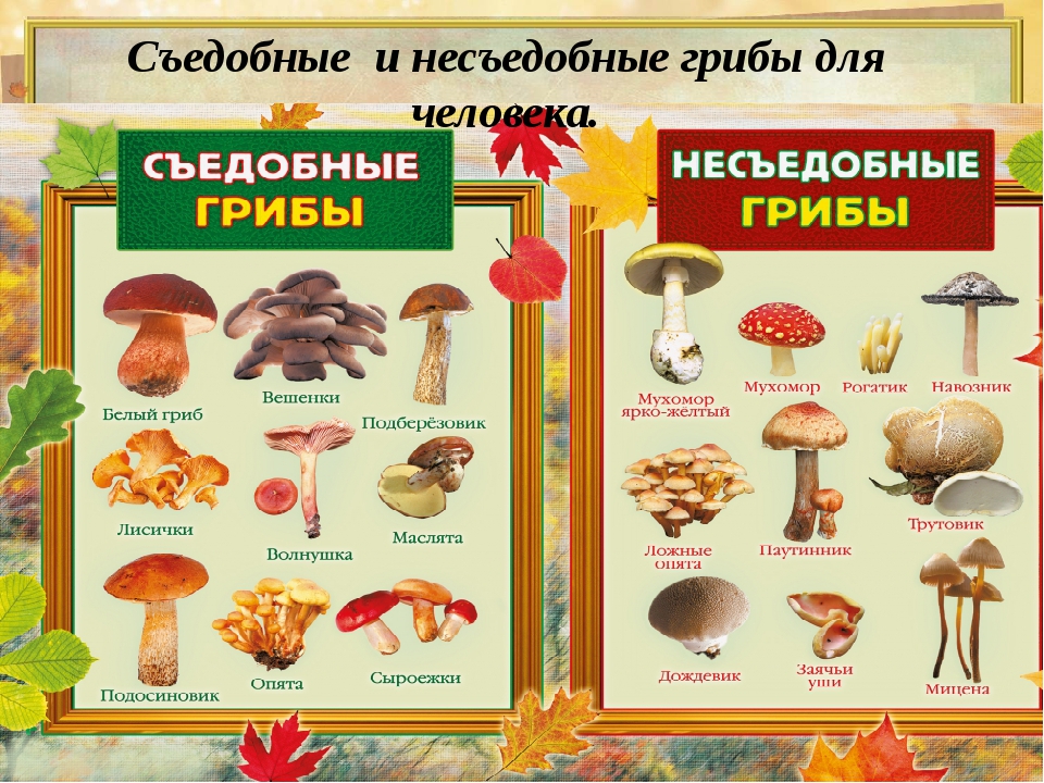 Сморчок — съедобный и условно-съедобный гриб
