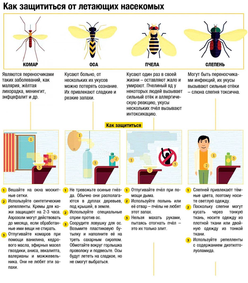 Как избавиться от пчел и ос на даче, в доме, на участке - agroflora.ru