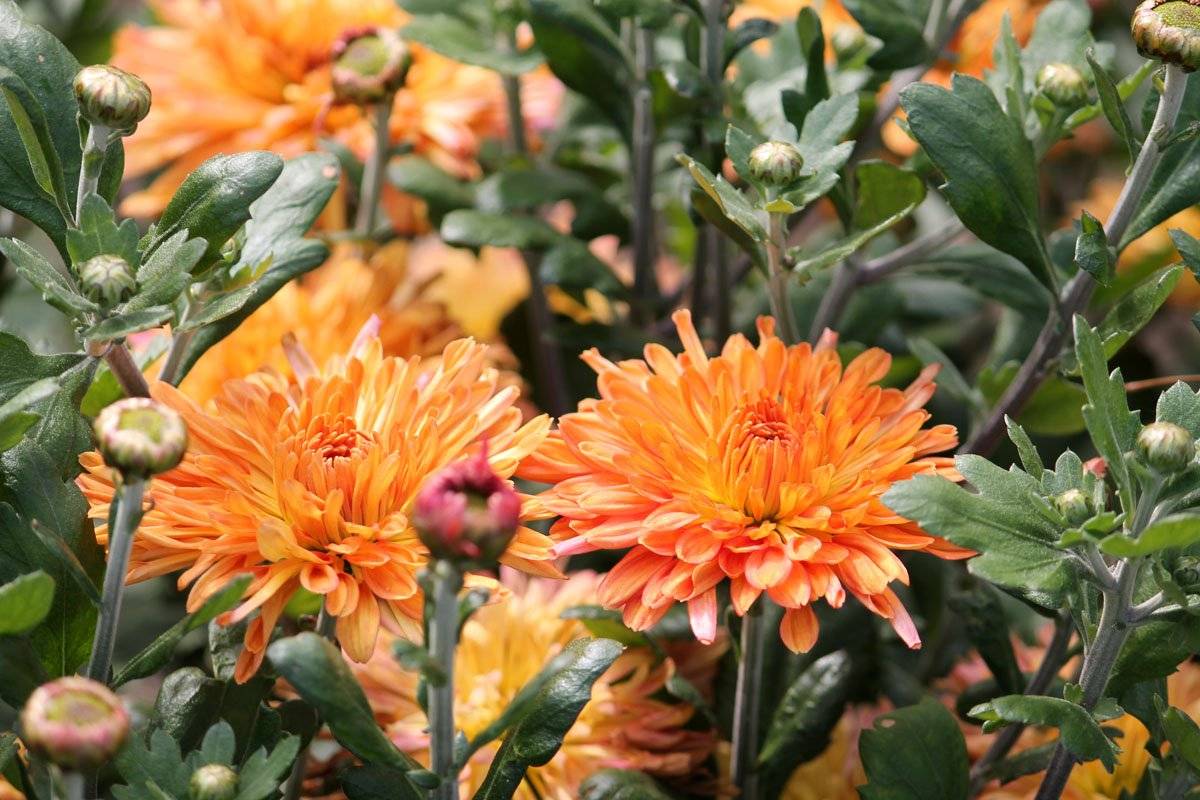 Многолетние хризантемы (83 фото): посадка и уход в открытом грунте садовых хризантем различных сортов, выбираем шаровидные и кустовые цветы