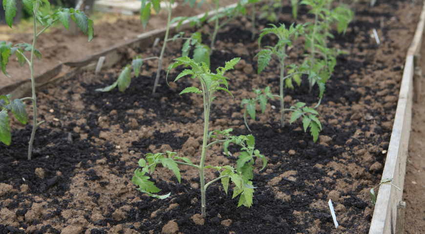 Когда высаживать рассаду помидор в открытый грунт: схема и сроки посадки томатов