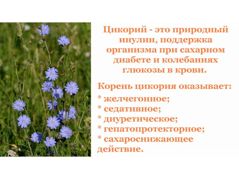 Цикорий обыкновенный