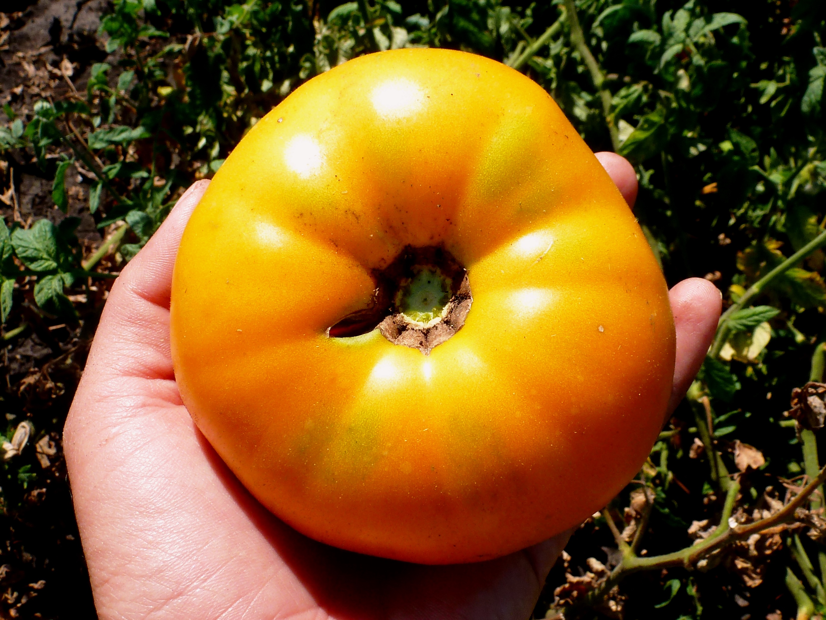 сорт томатов орлиный клюв фото