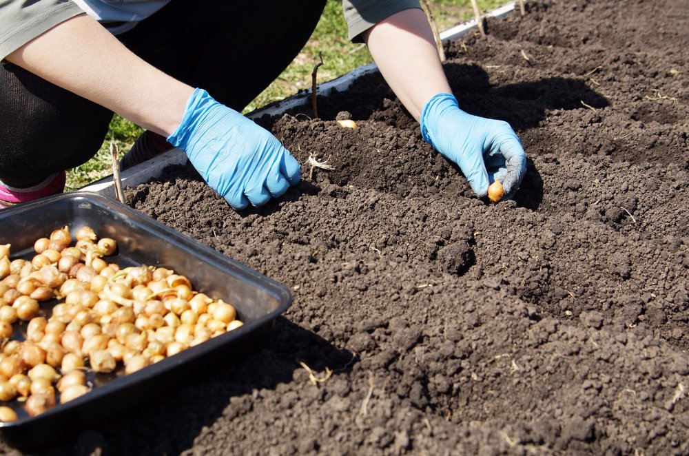 Как получать урожай круглый год: секреты выращивания базилика из семян и черенков