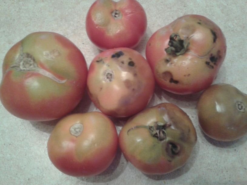 Спасаем помидоры от почернения – быстро и просто