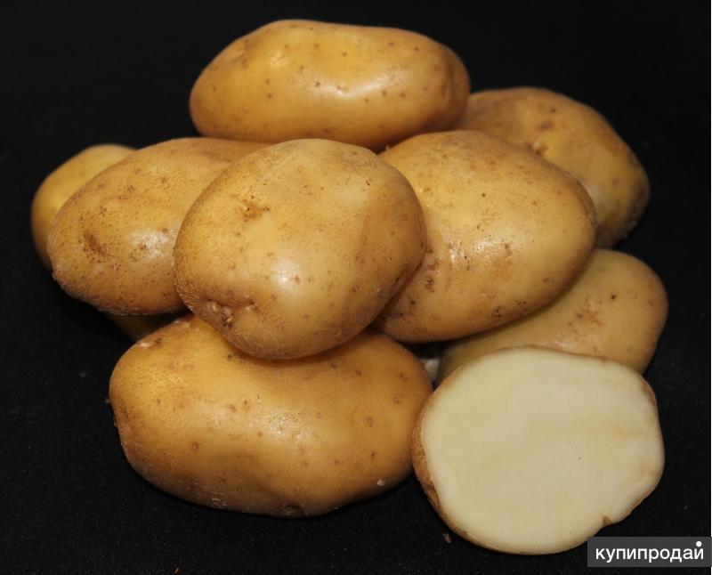 Сорт картофеля лорх: характеристика, описание с фото, отзывы