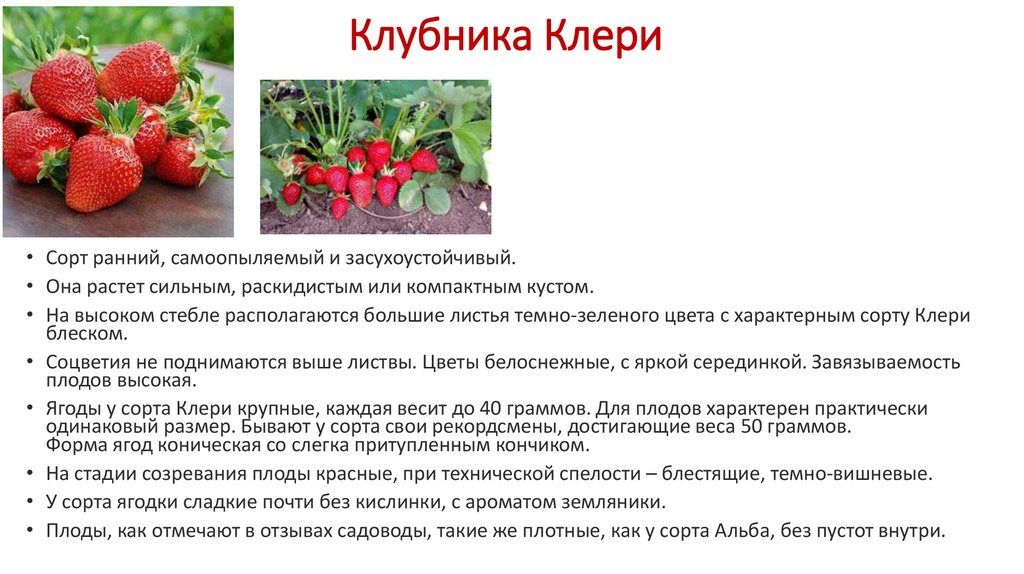 Садовая клубника: посадка и уход, описание выращивания, обрезка, размножение, фото