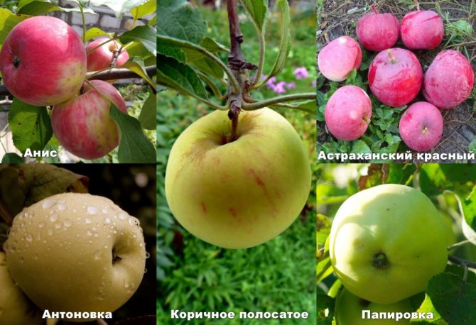Описание и разновидности яблони сорта Анис, посадка и уход