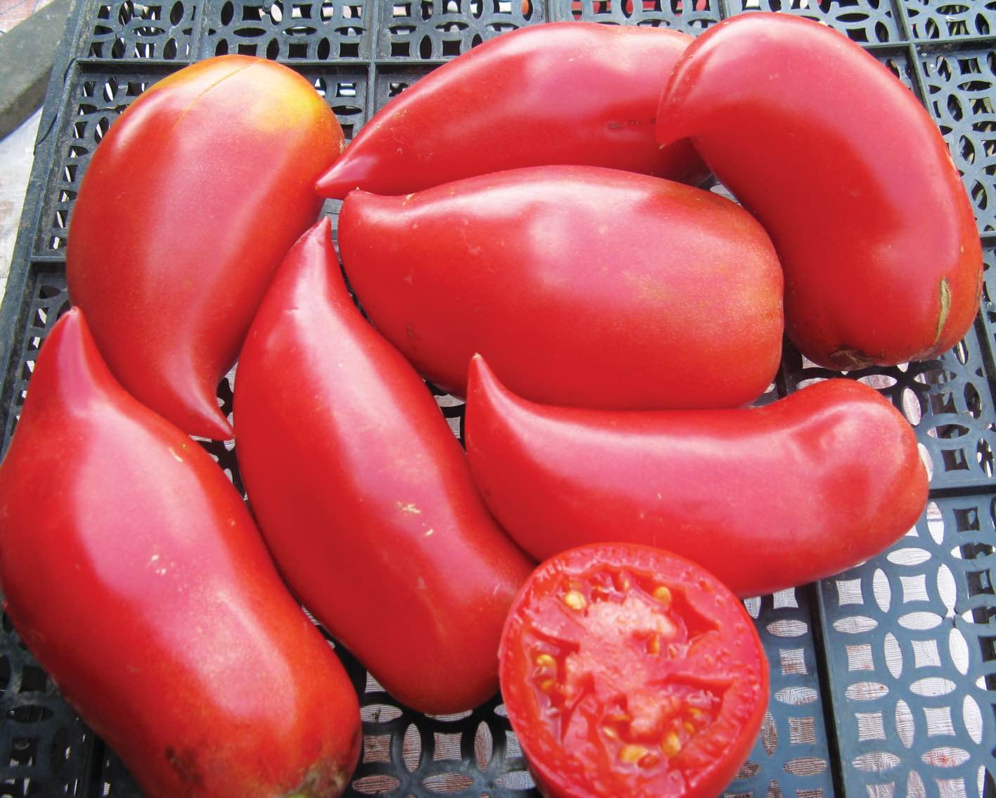 Описание сорта томата корейский длинноплодный, его характеристика и урожайность - всё про сады