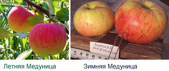 Сорт яблони "медуница" - описание, характеристики, посадка и уход