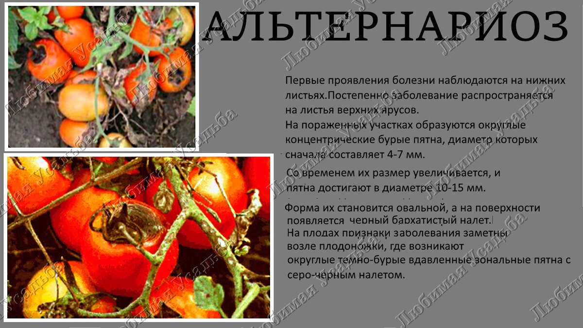 Болезни томатов фото описание и лечение народными средствами
