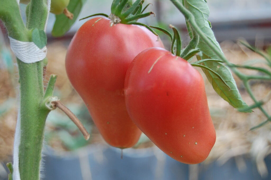 Сорт помидор орлиное сердце – урожайность и особенности выращивания