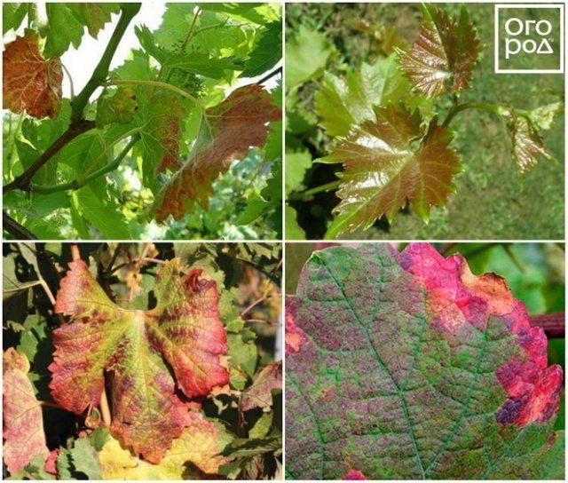 Пятна на листьях винограда: опасные симптомы заболеваний