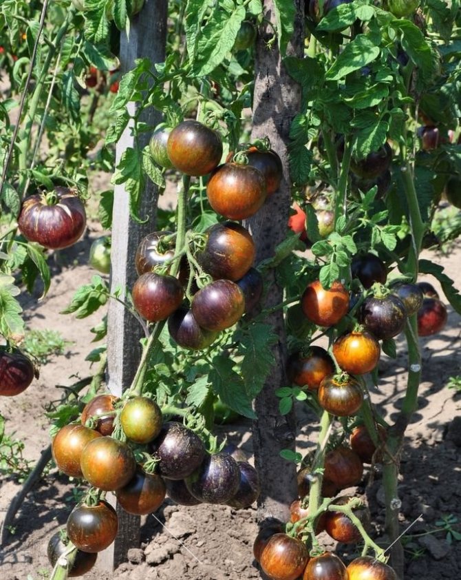 Томат виноградная гроздь: характеристика и описание сорта, фото, отзывы