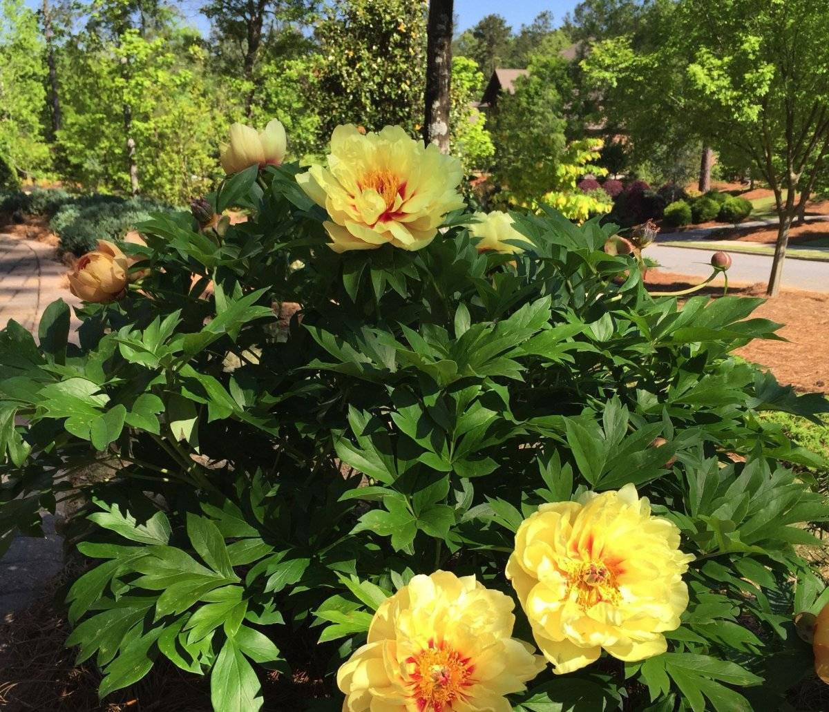 Пион йеллоу краун (paeonia yellow crown)