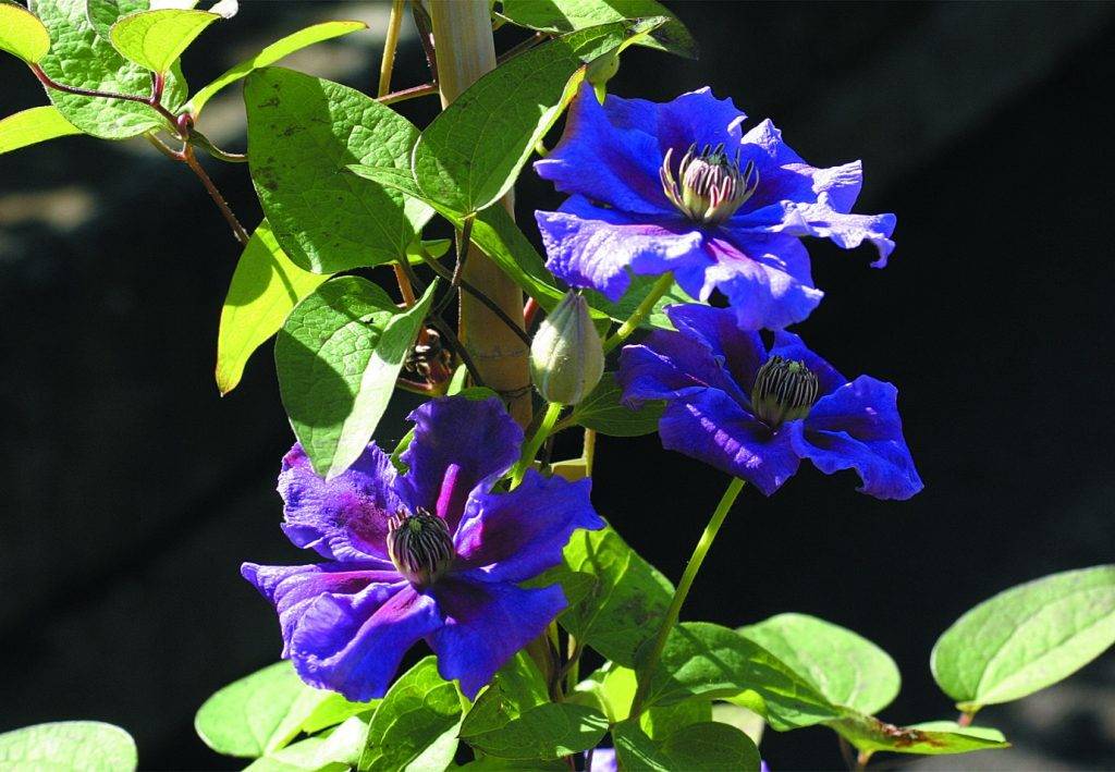 Клематис жгучий мелкоцветковый: описание сорта, фото и отзывы