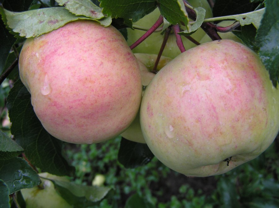 Описание яблони сорта Болотовское, посадка и выращивание