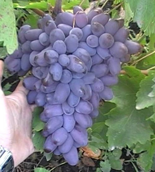 Виноград забава: описание и характеристики сорта, история селекции и выращивание