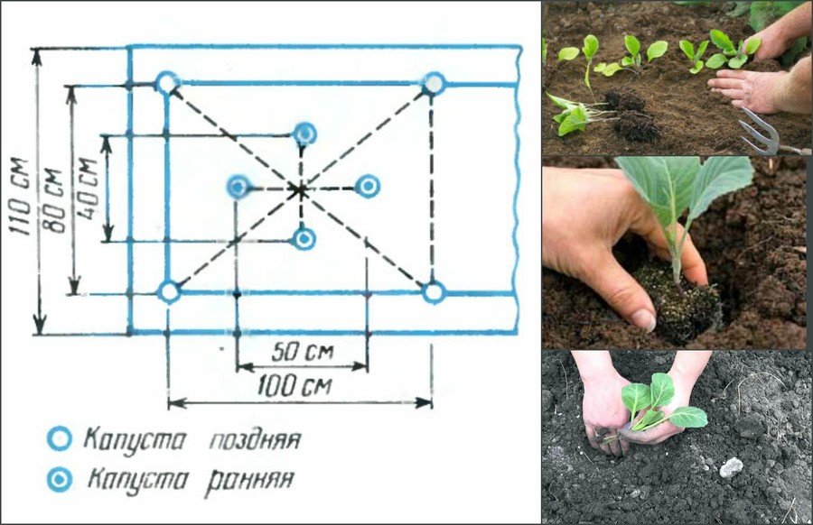 Выращивание рассады капусты в домашних условиях пошагово с фото видео
