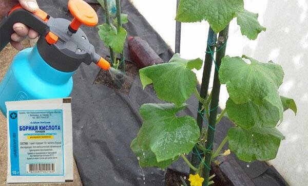 Как обработать борной кислотой клубнику, огурцы, помидоры для завязи: как разводить и опрыскивать растения борной кислотой