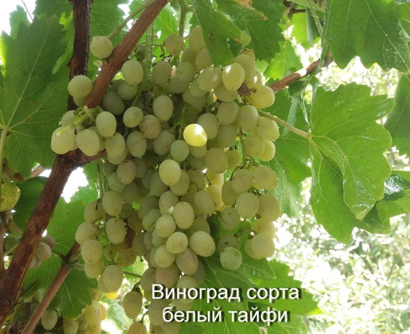 Виноград амурский: опыт выращивания