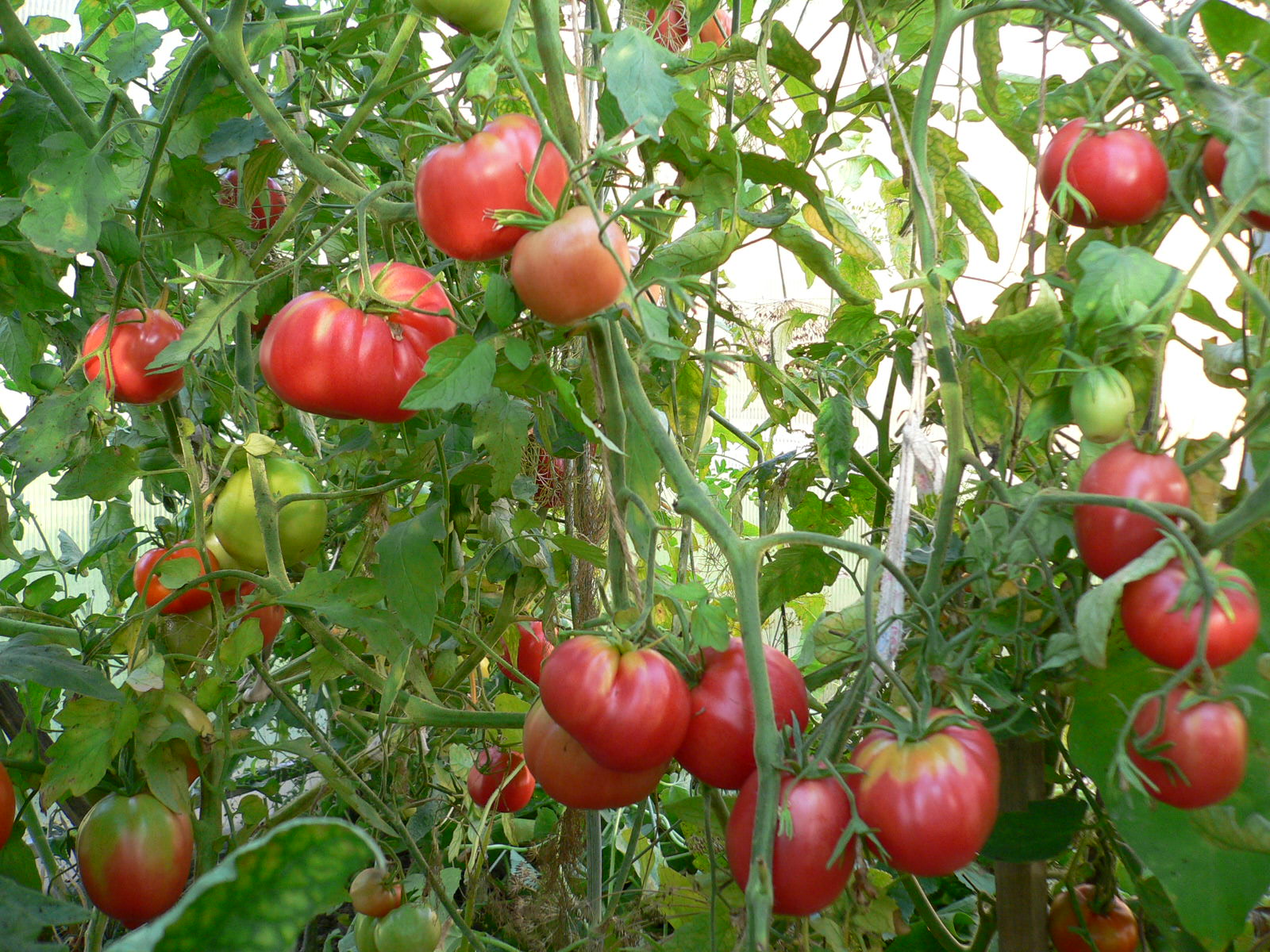 Высокоурожайный сорт томатов «мазарини» с крупными вкусными плодами