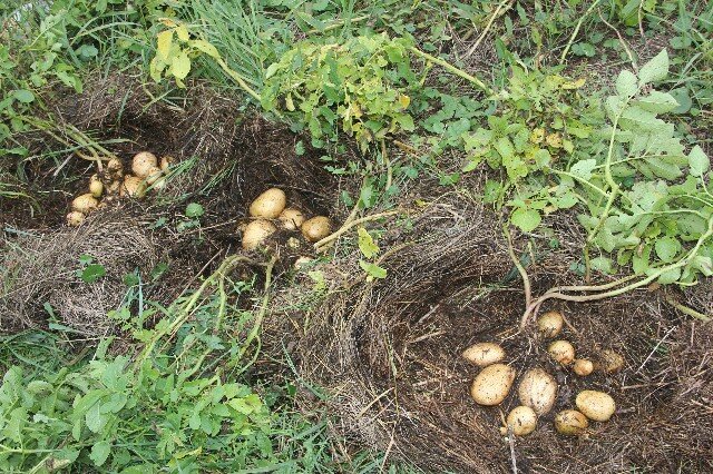 Посадка картофеля под солому или сено: как и когда сажать, выращивание и уход