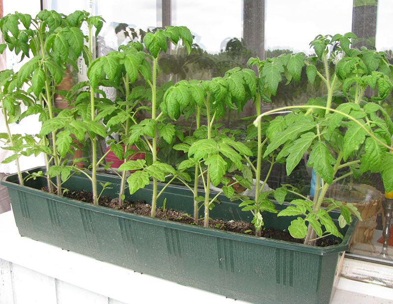 Выращивание томатов на подоконнике. комнатные томаты уход