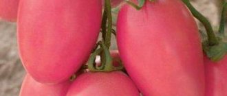 Томат "розовая стелла": характеристика и описание сорта, отзывы, фото