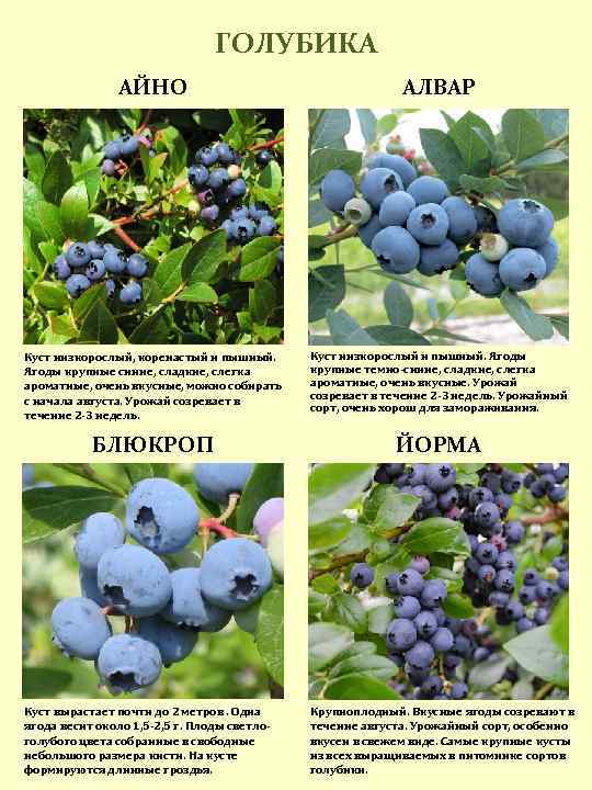 Голубика блюэтта (bluette): характеристика и описание сорта, посадка и уход, выращивание