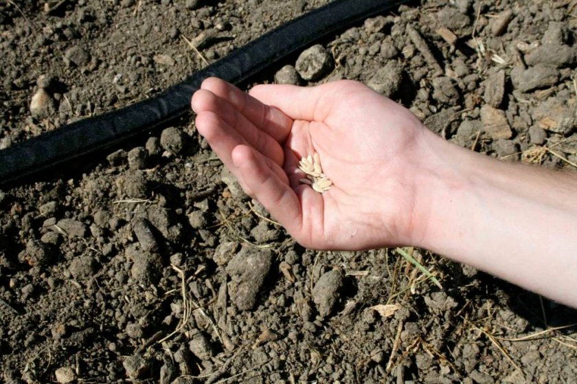 Как правильно подготовить семена огурцов перед посадкой в грунт