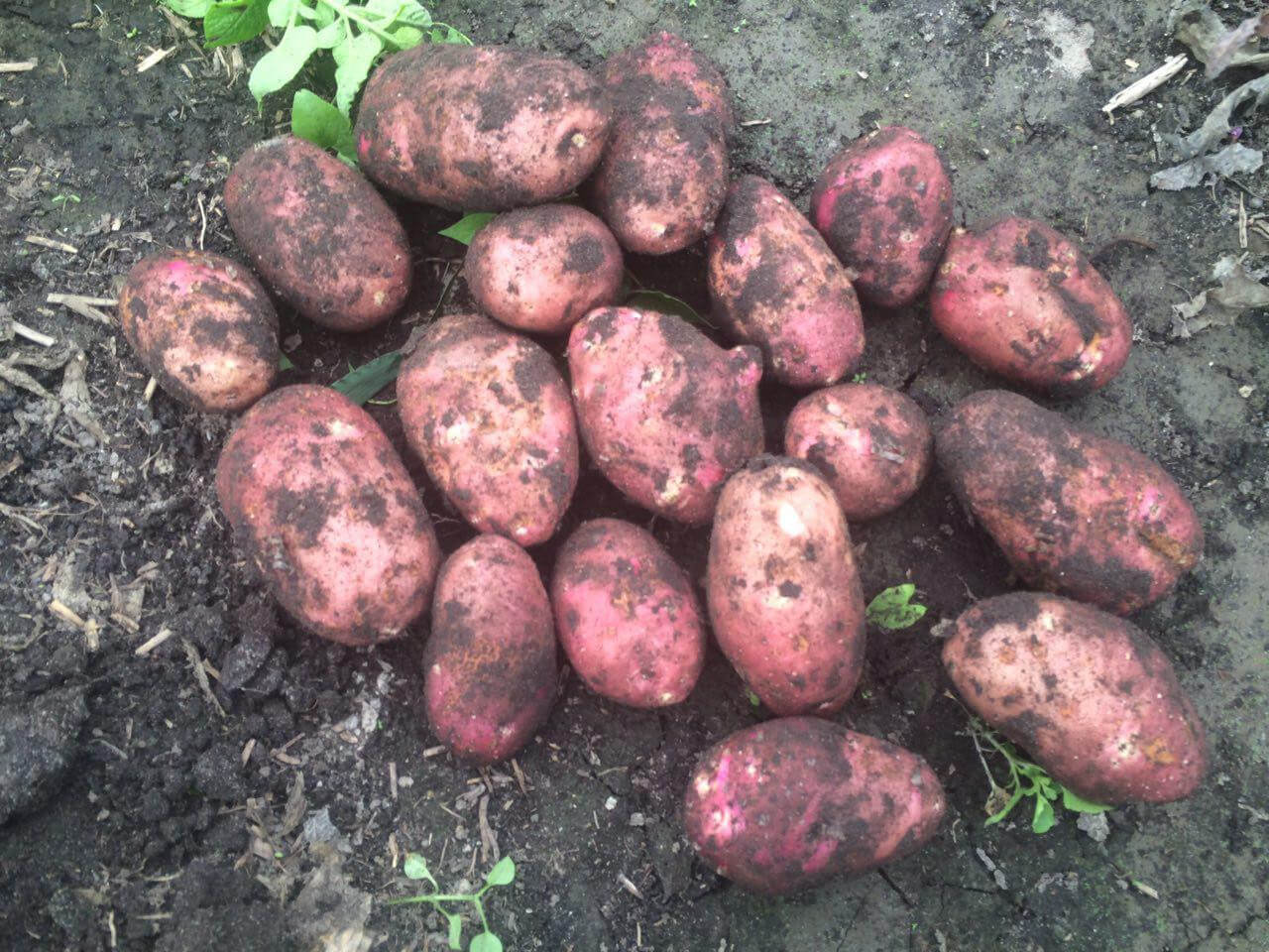 Картофель «беллароза»: описание сорта, фото и отзывы