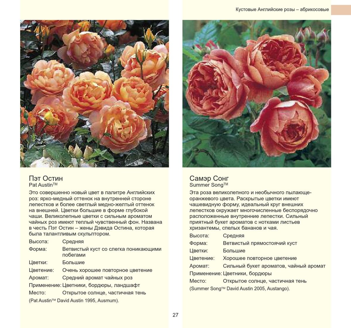 Розы в ландшафтном дизайне: 80 фото, преимущества и недостатки