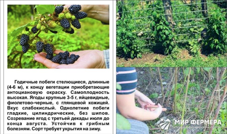 Ежевика агавам: описание сорта и советы по выращиванию