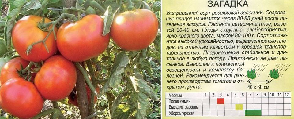 Описание сорта томата спрут: выращивание в теплице и открытом грунте