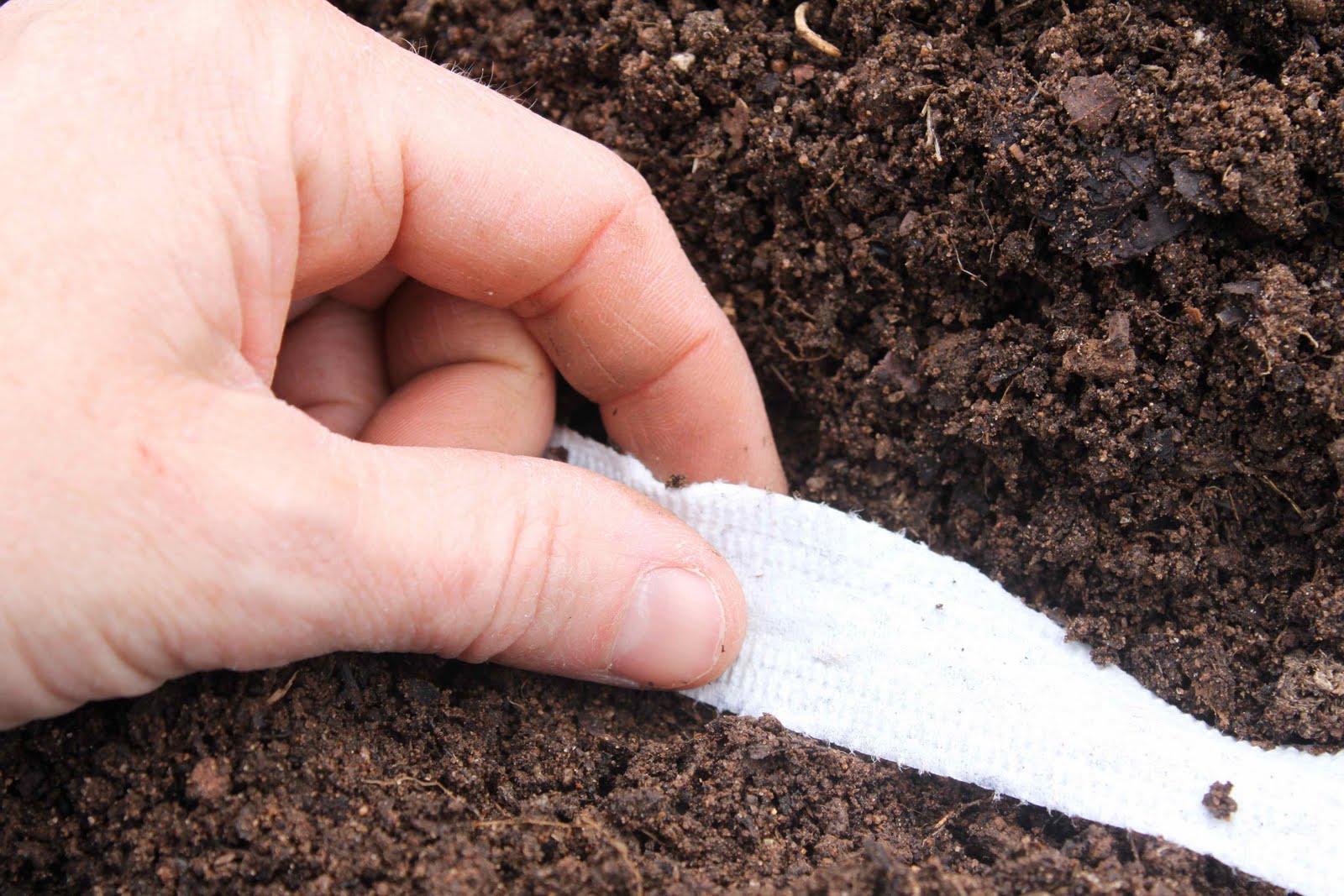 Как и когда сеять кориандр под зиму: рекомендации по выращиванию на зелень и семена в открытом грунте | садоводство и огородничество